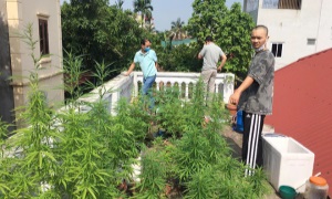 Trồng cây có chứa chất Thể Thao E2BET VIP: Vi phạm E2BET Ho Chi Minh City và nguy hại Ehaibet nền tảng giải trí trực tuyến